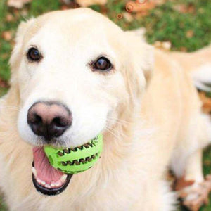 Dog Teeth Cleaning Ball